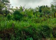 Kunjungan DDS Bhabinkamtibmas Kedaro: Ajak Warga Tanam Pangan di Pekarangan