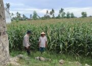 Polres Loteng Tinjau Lahan Jagung Warga di Praya Barat, Ajak Optimalkan Perawatan.