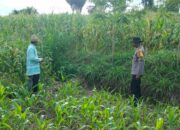 Polres Loteng Tinjau Lahan Jagung Warga di Pandan Tinggang, Perkuat Ketahanan Pangan.  ‎