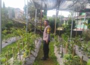 Polres Loteng Tinjau Lahan Pekarangan Pangan Bergizi Milik Warga di Batukliang.