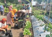 Polres Loteng Terus Gelorakan Ketahanan Pangan Melalui Penanaman Bibit Cabai Bersama Masyarakat