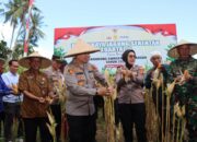Lombok Barat Panen Raya: Langkah Nyata Menuju Swasembada Pangan 2025
