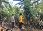 Pekarangan Bergizi Jadi Solusi Ketahanan Pangan di Desa Montong Are