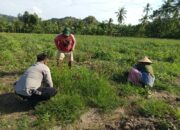 Pemanfaatan Lahan Pekarangan Didorong Bhabinkamtibmas Sekotong Barat