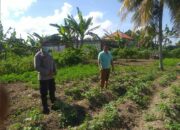 Peran Strategis Polisi Desa Jagaraga dalam Penguatan Ketahanan Pangan