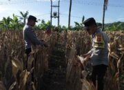 Sinergi Polsek dan Petani Gerung dalam Panen Jagung