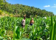 Sinergi Polri-Petani, Pengecekan Lahan Jagung di Mareje Timur