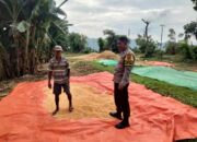 Bhabinkamtibmas Desa Cempi Jaya Lakukan Pemantauan Hasil Panen Warga Dukung Program Ketahanan Pangan Nasional