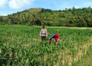 Dukung Ketahanan Pangan Nasional, Bhabinkamtibmas Tarusa Ajak Warga Memaksimalkan Lahan