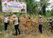 Polres Halmahera Utara Sukses Gelar Panen Raya Jagung Dukung Ketahanan Pangan Nasional