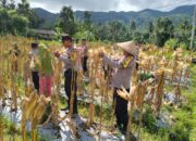 Polri Dukung Ketahanan Pangan Lewat Panen Raya di NTB