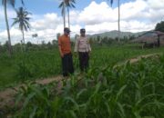 DDS Bhabinkamtibmas Kuripan Timur Pererat Hubungan dan Pantau Lahan Jagung