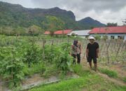 Bhabinkamtibmas Desa Benete Dampingi Petani Sayur Sukseskan Ketahanan Pangan di Desa Binaan