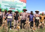 Kapolres Dompu Pimpin Panen Raya Jagung Serentak Kuartal II dan Zoom Meeting Bersama Presiden RI