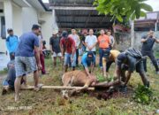 Berbagi Berkah Idul Adha, Polsek Seteluk Gelar Penyembelihan Hewan Kurban dan Distribusi Daging ke Warga