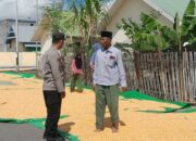 Bhabinkamtibmas Desa Daha Lakukan Pemantauan Hasil Panen Jagung dalam Rangka Mendukung Program Ketahanan Pangan Nasional