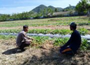 Bhabinkamtibmas Desa Talonang Baru Dukung Ketahanan Pangan Lewat Pendampingan Petani Buah