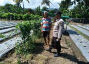 Bhabinkamtibmas Desa Bukit Damai Dampingi Warga Manfaatkan Lahan untuk Tanaman Pangan Bergizi