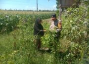 Bhabinkamtibmas Rhee Dampingi Warga Manfaatkan Pekarangan untuk Ketahanan Pangan