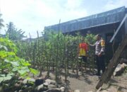 Bhabinkamtibmas Desa Luk Dorong Pemanfaatan Pekarangan untuk Ketahanan Pangan