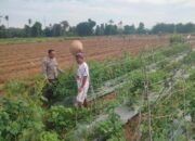 Ketahanan Pangan di Desa Binaan, Bhabinkamtibmas Polsek Woha Laksanakan Pengecekan Lahan Tomat Warga