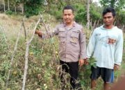 Penguatan Ketahanan Pangan di Tingkat Desa, Bhabinkamtibmas Polsek Soromandi Aktif Dampingi Petani
