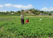 Dukung Ketahanan Pangan Nasional Bhabinkamtibmas Polsek Woha. Pantau Budi Daya Kangkung Milik Warga Binaan