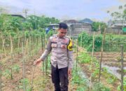 Bhabinkamtibmas Desa Tapir Dampingi Pengelolaan Pekarangan Pangan Bergizi, Dukung Program Asta Cita Swasembada Pangan