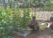 Dukung Ketahanan Pangan, Bhabinkamtibmas Desa Belo Dampingi Warga Kelola Tanaman Mentimun