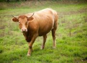 Polres Bima Kota Siapkan 13 Ekor Sapi Kurban pada Idul Adha 2025