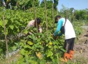 Sinergi Petani dan Polisi Kuatkan Ketahanan Pangan Kuripan