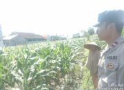 Kolaborasi Polri dan Warga Labuapi Wujudkan Pekarangan Produktif