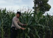 Panen Jagung Bersama, Polisi dan Warga Labuapi Perkuat Ketahanan Pangan