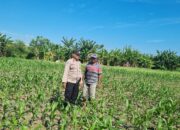 Lahan Pertanian So Pali Desa Kramat Telah Terisi Penuh, Bhabinkamtibmas Pastikan Tidak Ada Penanaman Baru Kuartal Ketiga