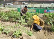 Bhabinkamtibmas Desa Sekongkang Atas Dampingi Warga Kelola Pekarangan Pangan Bergizi