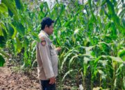 Bhabinkamtibmas Desa Rarak Ronges Dampingi Pengelolaan Pekarangan Pangan Bergizi Musim Tanam Kuartal II