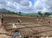 Semangat Membangun Indonesia Sebagai Lumbung Pangan Dunia dan Sukseskan Program Ketapang Nasional Bhabinkamtibmas Polsek Woha Pantau Budidaya Bawang Merah