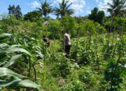 Bhabinkamtibmas Desa Pasir Putih Dampingi Pengelolaan Pekarangan Pangan Bergizi