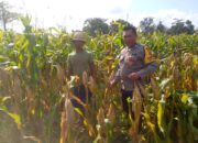 Satu Lahan, Banyak Manfaat: Ketahanan Pangan Dimulai dari Pekarangan di Tambang Eleh