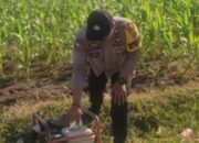 Petani Jagung Manis Karang Bongkot Dapat Dukungan Kepolisian untuk Ketahanan Pangan