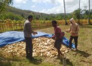 Bhabinkamtibmas Dampingi Panen Jagung di Desa Batu Putih Sekotong