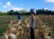 Polisi Hadir di Sawah: Sinergi Petani dan Bhabinkamtibmas Desa Tempos Jaga Ketahanan Pangan