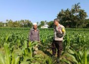 Bhabinkamtibmas Sandik Ajak Warga Perempung Manfaatkan Lahan untuk Swasembada Pangan