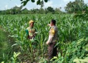 Menjaga Ketahanan Pangan, Bhabinkamtibmas Labuapi Ajak Warga Manfaatkan Lahan Kosong