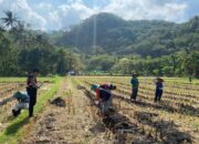 Polres Lobar Kawal Produksi Jagung di Kecamatan Gerung