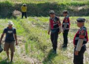 Patroli Polres Lobar Kini Pantau Lahan Jagung: Dukungan Nyata untuk Petani Kuripan