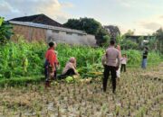Polri Turun ke Sawah: Bhabinkamtibmas Sosialisasi Ketahanan Pangan di Kuripan Utara
