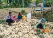 Polsek Lembar Dukung Ketahanan Pangan, Bhabinkamtibmas Beri Semangat Petani Jagung di Eyat Mayang