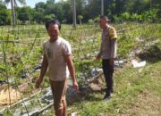 Sinergi Polri dan Petani Batu Putih Perkuat Ekonomi Lokal Sekotong