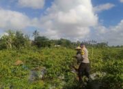 Polisi Ajak Warga Kuripan Utara Tanam Cabai Demi Ketahanan Pangan